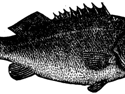 Black River Bass
