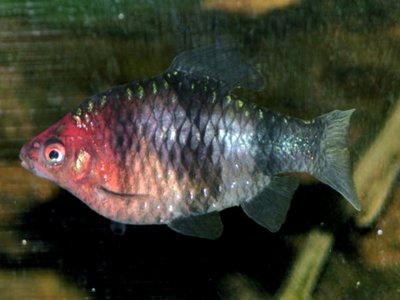 Black Ruby Barb