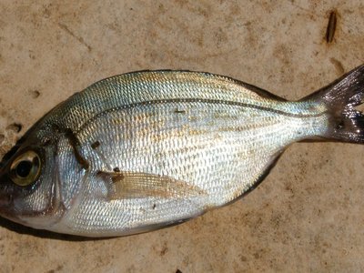 Black Sea Bream