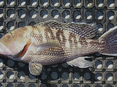 Black Seabass