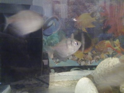 Black Skirt Tetra
