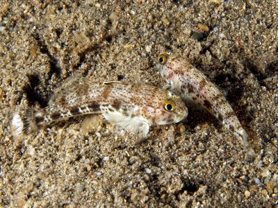 Black Spotted Goby