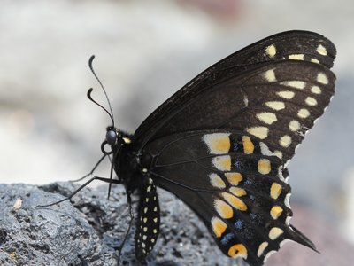 Black Swallowtail