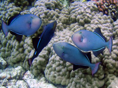 Black Triggerfish