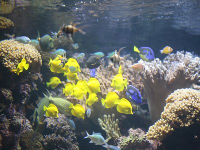 Black Unicornfish