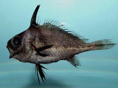 Blackbar Drum