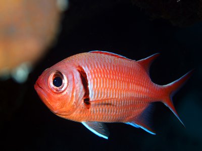 Blackbar Soldierfish