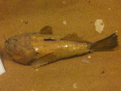 Blackbellied Angler