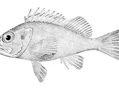 Blackbelly Rosefish