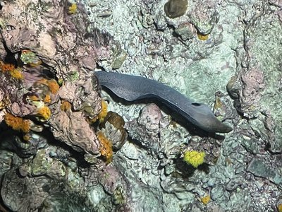 Blackcheek Moray