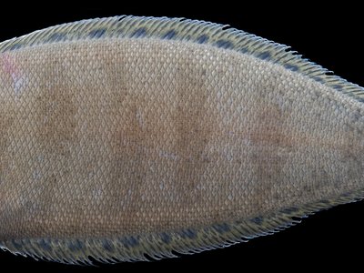 Blackcheek Tonguefish