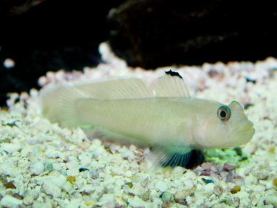 Blackeye Goby