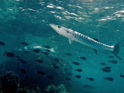 Blackfin Barracuda