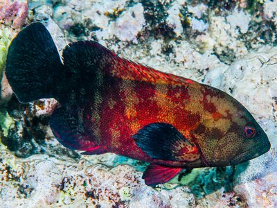 Blackfin Grouper
