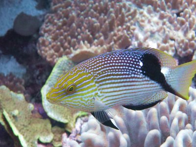 Blackfin Hogfish