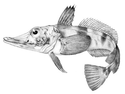 Blackfin Icefish