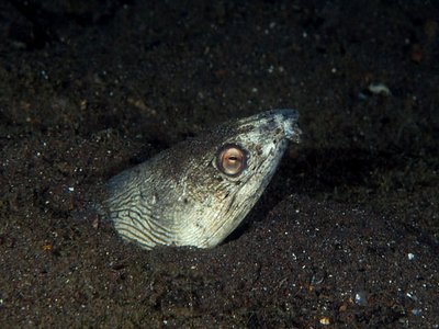 Blackfin Snake Eel