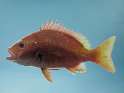 Blackfin Snapper