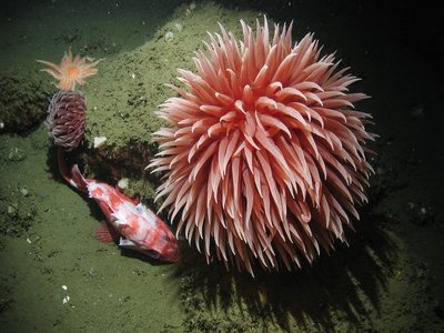Blackgill Rockfish