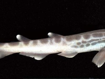Blackmouth Catshark