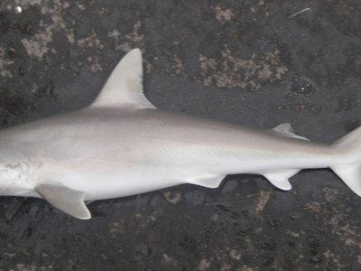 Blacknose Shark