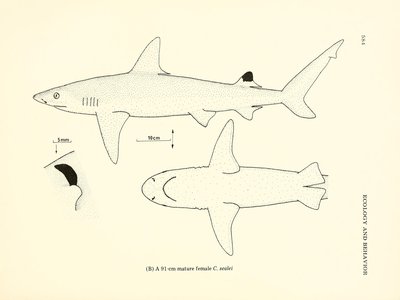 Blackspot Shark