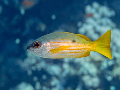 Blackspot Snapper