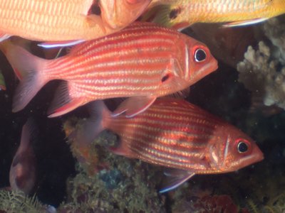 Blackspot Squirrelfish