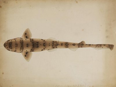Blackspotted Catshark