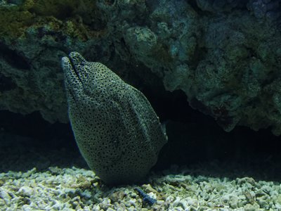 Blackspotted Moray