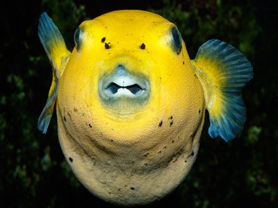 Blackspotted Puffer