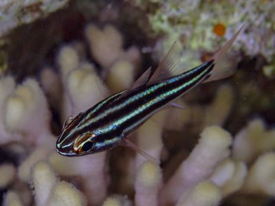 Blackstripe Cardinalfish