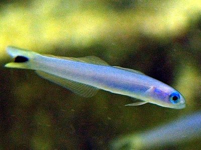 Blacktail Goby