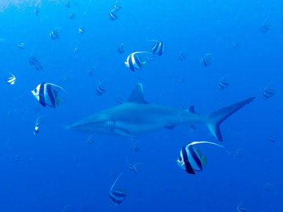 Blacktail Shark