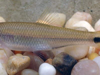 Blacktail Shiner