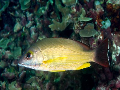 Blacktail Snapper