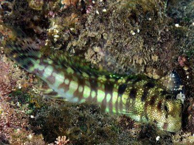 Blenniella