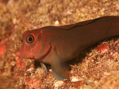 Blennioid