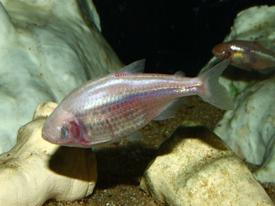 Blind Cave Fish
