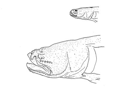 Blind Goby