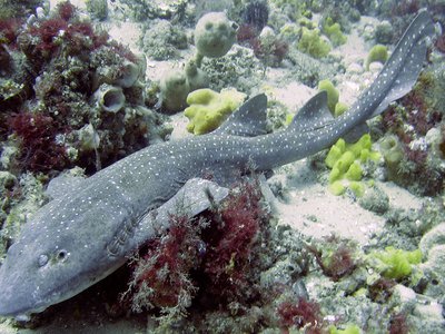 Blind Shark