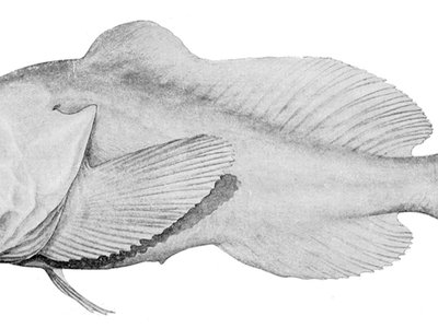 Blobfish