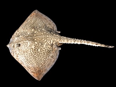 Blonde Ray