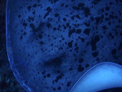 Blotched Fantail Ray