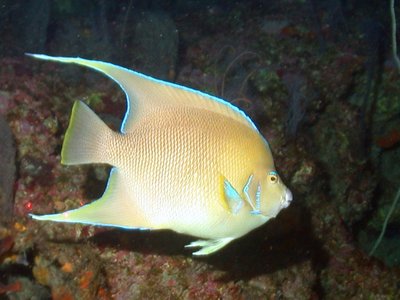 Blue Angelfish