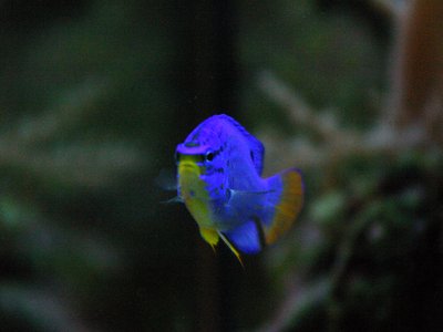 Blue Damsel