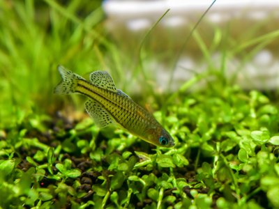 Blue Eye Rainbowfish