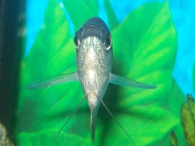 Blue Gourami