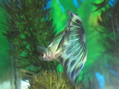 Blue Guppy