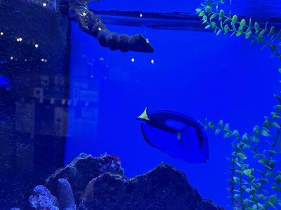 Blue Hippo Tang